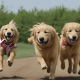 GOLDEN RACE
